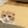 ソファーの下からむくり^o^