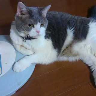 至急!里親さん募集!