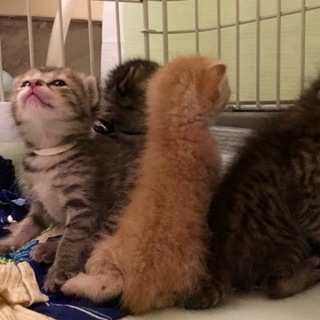 猫の赤ちゃん