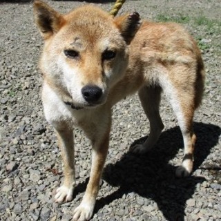 棚倉町　２０１６－０７－０００２ 中型メス