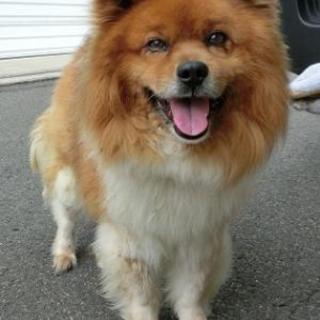 福島県　県北保健所　譲渡対象　まーくん