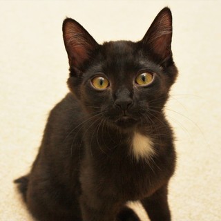 【ウメ】おしとやかな女の子♪ 兄弟で募集中！