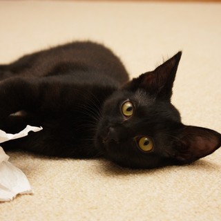  【マツ】やんちゃな男の子♪ 兄弟で募集中！