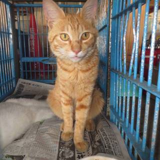 茶トラとオッドアイの兄弟