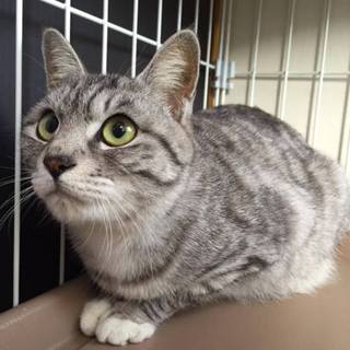 人が大好き、甘ったれのモモです！