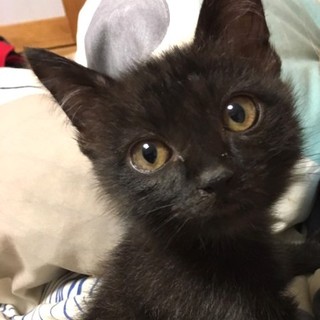 雑種の子猫 やすこちゃん