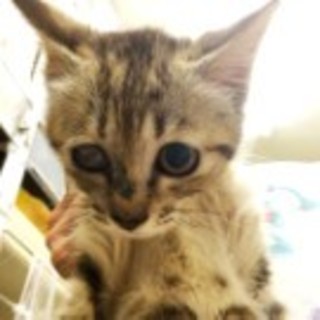雑種の子猫 愛子ちゃん