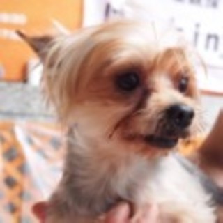 ヨークシャテリアのセスくん