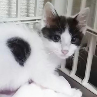 猫会＊健康チェック済＊２か月女の子