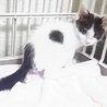 猫会＊健康チェック済＊２か月女の子 サムネイル2