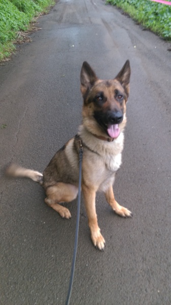 ウルフのシェパード アルト君 宮崎県 犬の里親募集 1516 ペットのおうち 月間利用者150万人