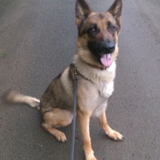 ウルフのシェパード・アルト君