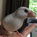 生後４か月程の白文鳥の雛の里親募集します