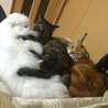 の写真