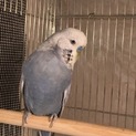 ジャンボセキセイインコ オス