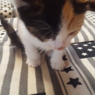 連絡がこないため、再度募集します。