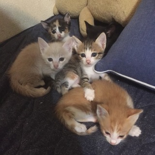 生後１ヶ月の子猫です