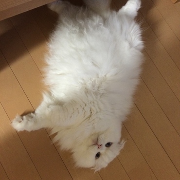 の写真