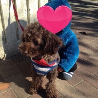温かい飼い主の方募集。茶色のトイプードルです。