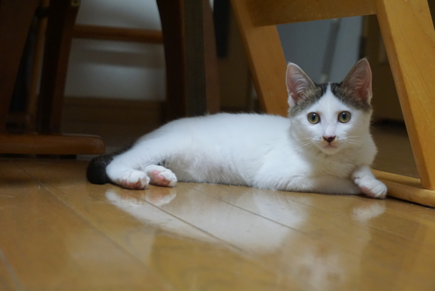 センター分けの美人ちゃん 長崎県 猫の里親募集 1540 ペットのおうち 月間利用者150万人