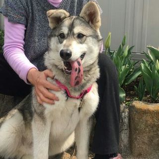 里親募集　ハスキーのmix　１才の男の子です！