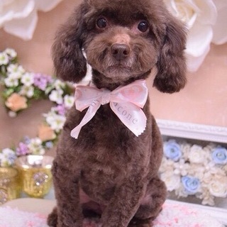 温かい飼い主の方募集。