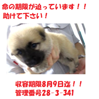 里親決定しました♪ありがとうございます(^-^)