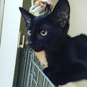 子猫の黒ちゃん