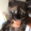 可愛いサビ猫ちゃん