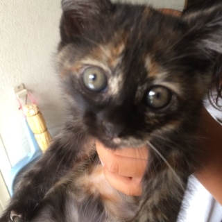 可愛いサビ猫ちゃん