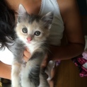 ふわふわな三毛猫ちゃん