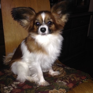 パピヨンとトイプードル  募集一時お休みします