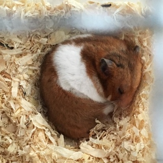 ゴールデンハムスター