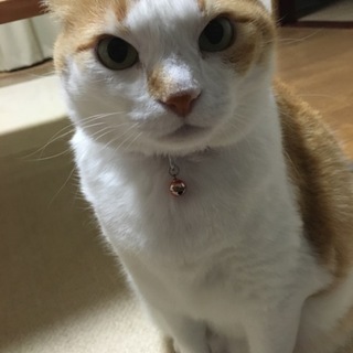 9歳老猫雌里親募集