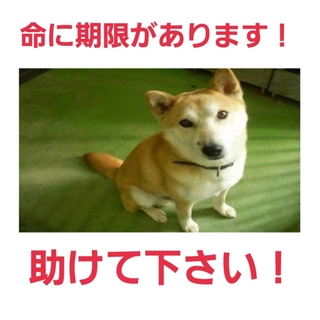 一時預かりさんの元へ