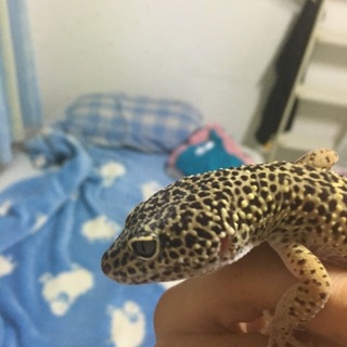 レオパ2匹（訳アリ）