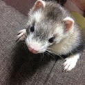 仲良しフェレット達の里親募集