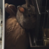 なんでこんな狭いとこで^^;しかもピョちゃんもされるがまま（笑）