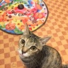 の写真