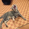 の写真