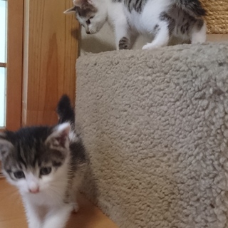 家の前の川で保護しました