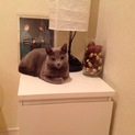 暖かい飼主さんを探しています