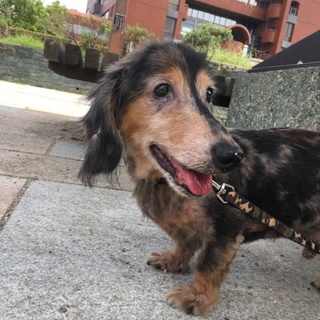 Mダックスの男の子