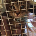 子猫 目が大きくて可愛い男の子