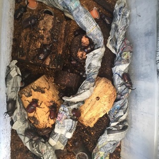 カブトムシ（里親さん決まりました）