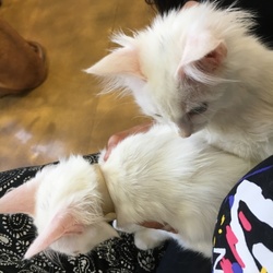 「病院に行ってきました。」サムネイル1