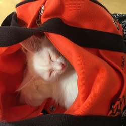 「病院に行ってきました。」サムネイル2