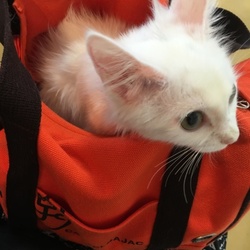 「病院に行ってきました。」サムネイル3