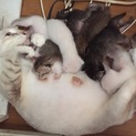 里親募集しています。  よろしくお願いします。