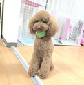 里親様決定致しました！ありがとうございます！